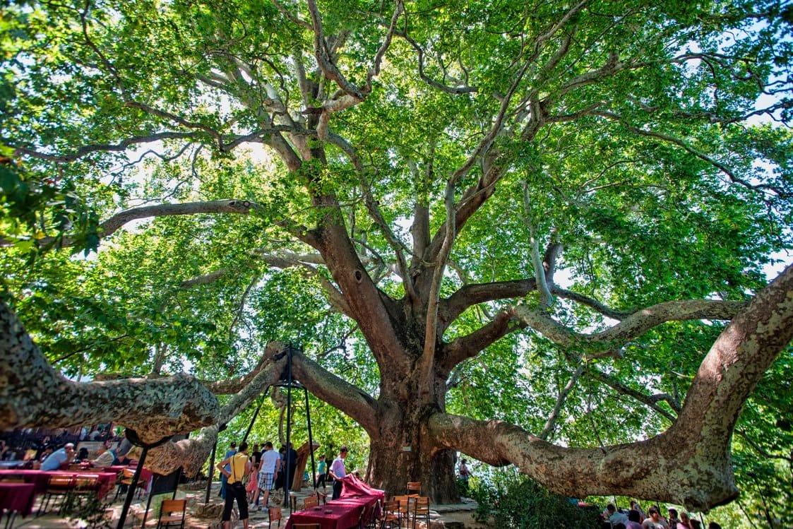 İnkaya Çınarı - Bursa