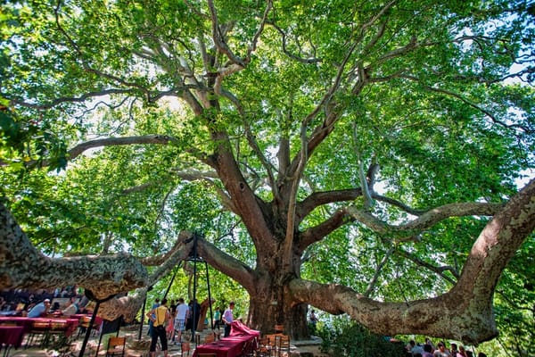İnkaya Çınarı - Bursa
